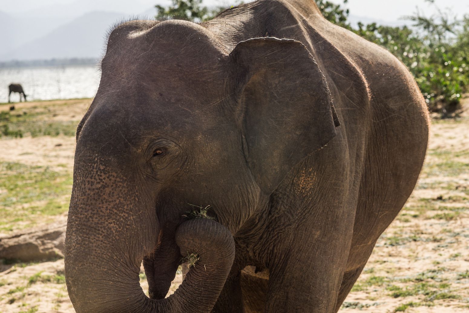 An elephant in Udawalawe National Park, Sri Lanka
